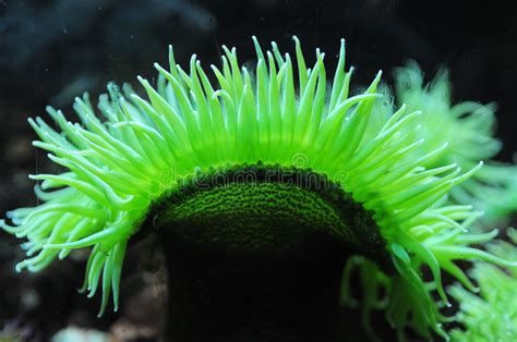 Green Sea Anemone Stock Image Image Of Ocean Aquarium 5617547