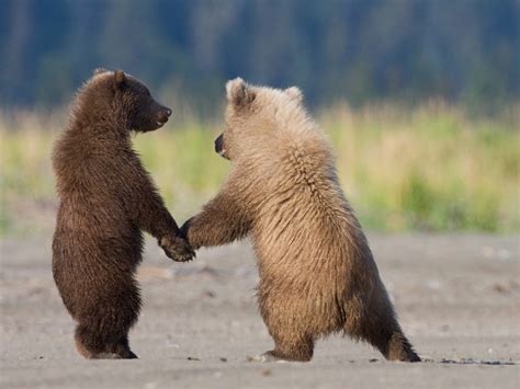 Grizzly Bear Cubs Playing