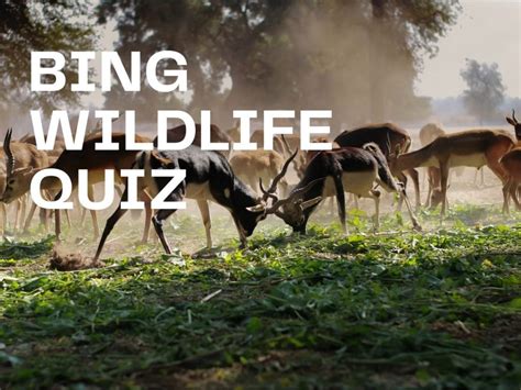 Bing Wildlife Quiz Test Your Knowledge On Bing Quiz