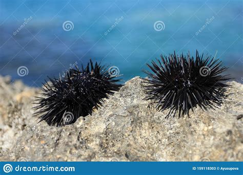 Two Live Sea Urchins On A Rock Stock Image Image Of Risk Sharp