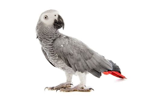 African Grey Parrot Stock Photo By ©cynoclub 128198392
