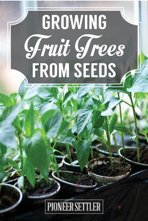 Growing Fruit Trees From Seeds You Save Homesteading