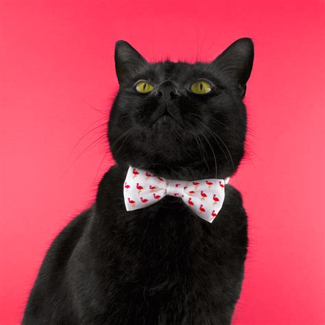 We carry a wide selection of collars for cats and kittens that come in different styles like bell collars and breakaway collars as well as different colors and materials like cotton, leather and more. Bow Tie Cat Collar | Breakaway buckle | Flamingo Print