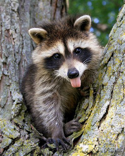 The 25 Best Baby Raccoon Ideas On Pinterest Racoon Raccoons And