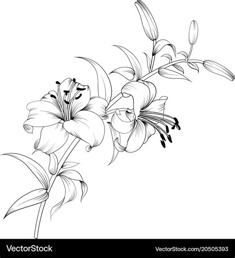 White Lily Flower Royalty Free Vector Image Vectorstock