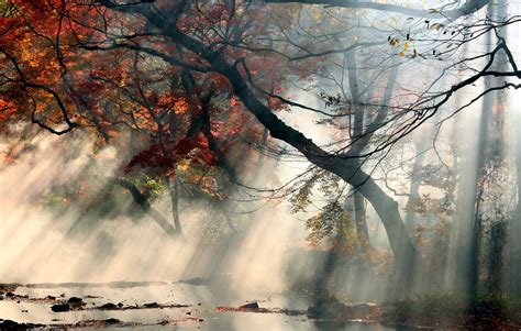 4557036 Fall Landscape Reflection Shrubs Forest Calm River