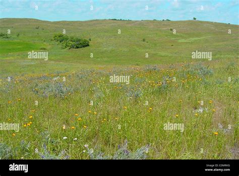 Northern Tallgrass Prairie Stock Photo Alamy