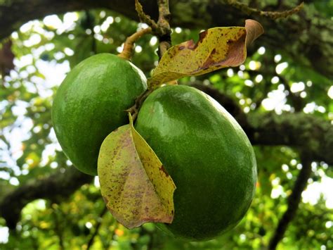 5 Common Avocado Tree Diseases And How To Prevent Them Avoseedo