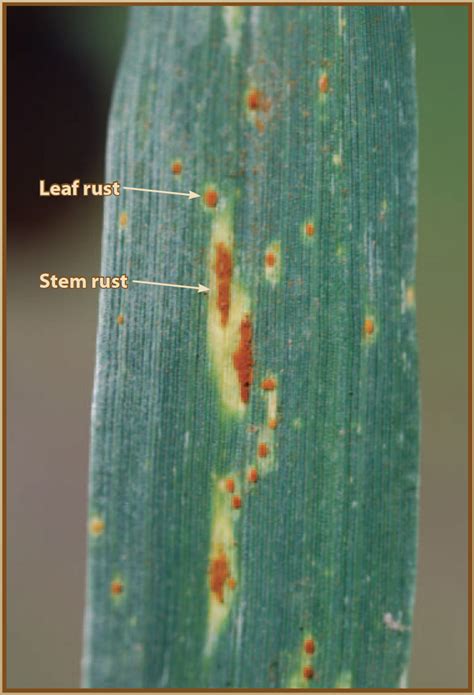 Identifying Rust Diseases Of Wheat And Barley Oklahoma State University