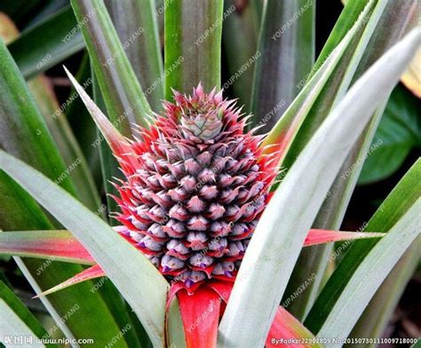 2017 New Pineapple Seeds 100 Pcsbag Dwarf Pineapple Plant Tree Fruit