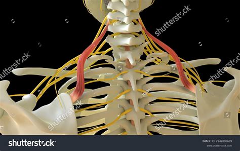 Levator Scapulae Muscle Anatomy Medical Concept Stock Illustration