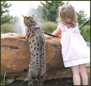 Bengal cats are considered domestic pets from the fifth generation of their ancestor the asian leopard cat as follows: F1, F2, F3, F4, & F5 Savannah Cats for Sale - Kitten ...