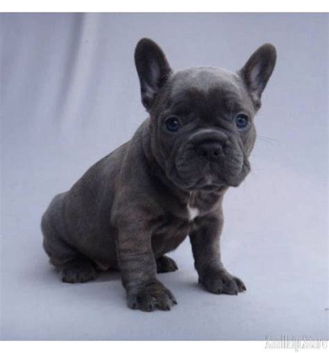 Khronos french bulldog open for stud services. How Much Does A French Bulldog Puppy Cost Uk | French Bulldog