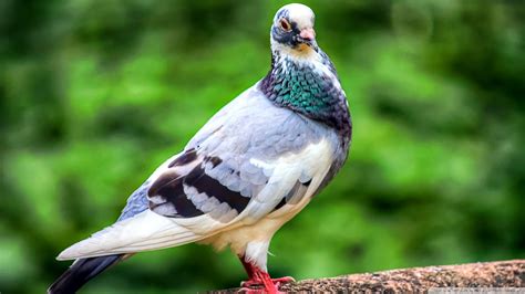 Most Beautiful Pigeon Pictures Top Hd Animals Wallpapers