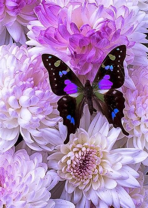 270 Best Images About Purple Butterflies For Dylan On Pinterest