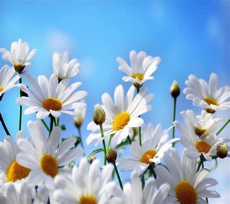 Daisies Daisy Flowers Spring Hd Wallpaper Peakpx