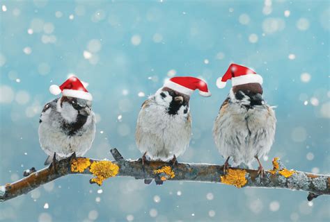 Christmas Birds Winter Holidays Postcards Postallove Postcards