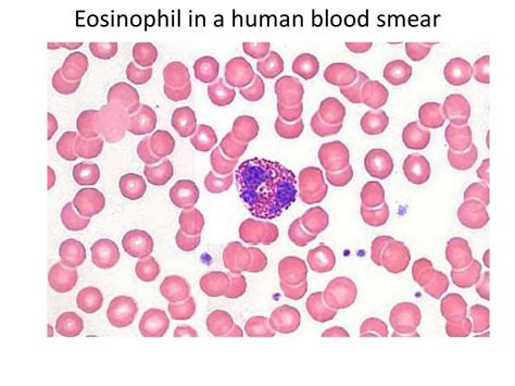 Bloodwhite Blood Cellsfluid Connective Tissue