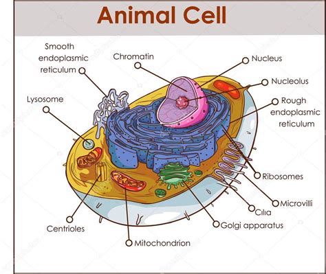 In truth, there are still features of plant and animal cells we're only lately discovering. Picture: diagram of a animal cell | Animal Cell Anatomy ...