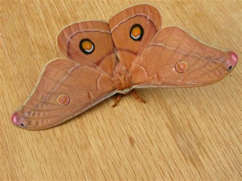 Moon Moths Have The Creepiest Energy And Were Here For It Australian