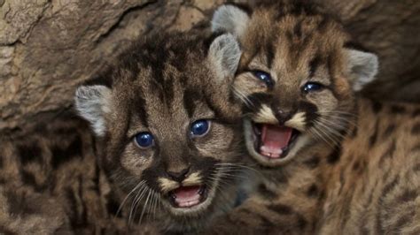 Adorable Mountain Lion Kittens Found In Santa Monica Mountains Abc News