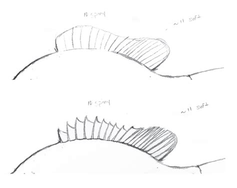 How To Draw A Fish Fins And All The Fisheries Blog