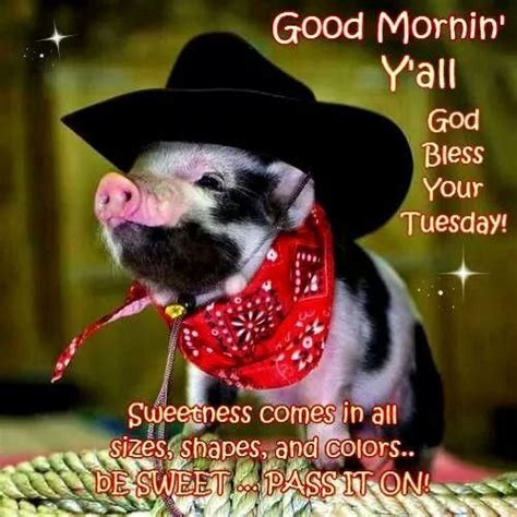 24 happy tuesday meme work pictures and jokes these pictures of this page are about:funny tuesday quotes meme. 18 best Swimming pigs images on Pinterest | Swimming pigs, Bahamas vacation and Pigs