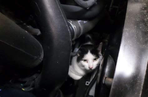 Cat Survives 160 Miles Stuck Under The Bonnet Of A Mercedes Garage Wire