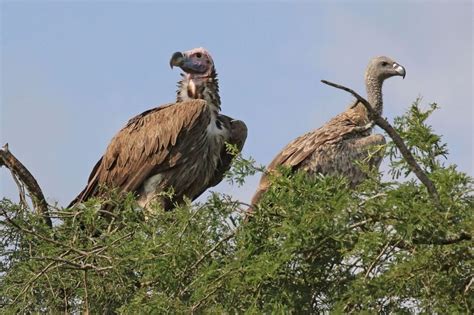Remember The African Vulture Poisoning Researchers Said It Poses A