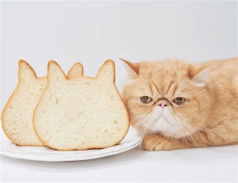 Extra Fluffy Japanese Bakery Offers Ridiculously Cute Cat Shaped Bread
