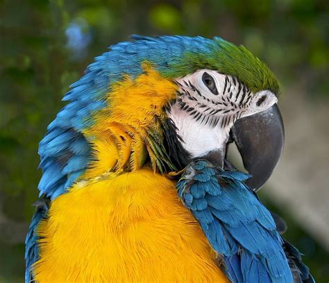 Ara Ararauna Macaw Parrot Birds Wallpaper Hd