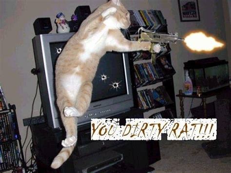 Susan Tattoo Pics Of Funny Cats With Guns