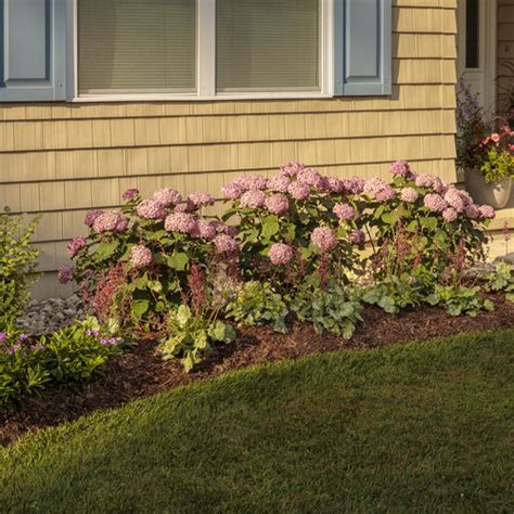 Cloudburst Tall Cushion Phlox Phlox Hybrid Proven Winners