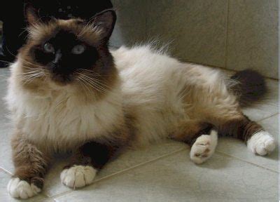 Chaton sacré de birmanie à vendre. Le Monde des Chats