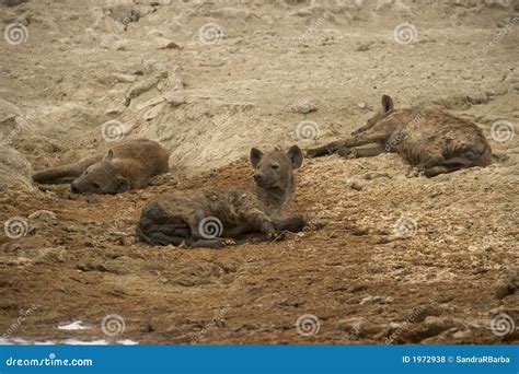 Wild Animal In Africa Serengeti National Park Royalty Free Stock