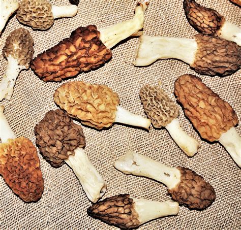 Morel Mushrooms On Burlap Free Stock Photo Public Domain Pictures