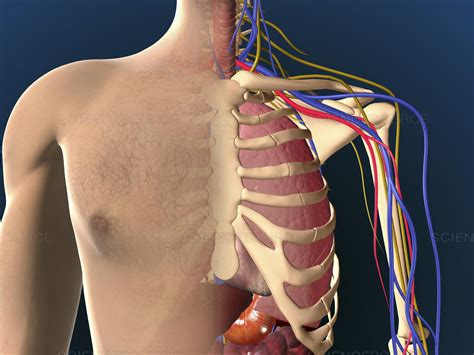 Lightwave + lxo max xsi blend c4d ma 3ds dae dxf fbx obj x. Male Chest Anatomy Diagram / Diagram Of The Chest Basic Wiring Home Book Begeboy Wiring Diagram ...