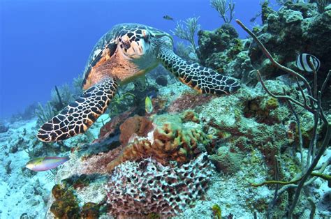 Hawksbill Turtle Feeding On Sponge Caribbean Sea Mexico Poster Print