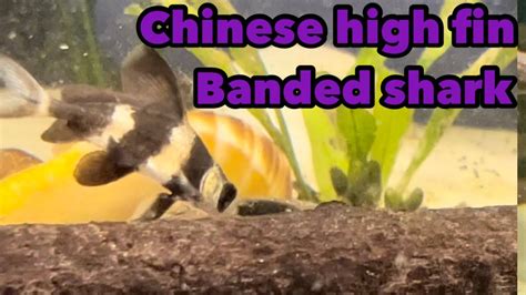 Chinese High Fin Banded Shark Youtube