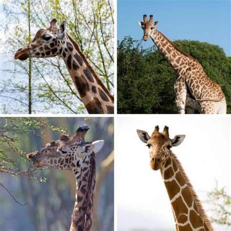 The Four Types Of Giraffes Differences And Species