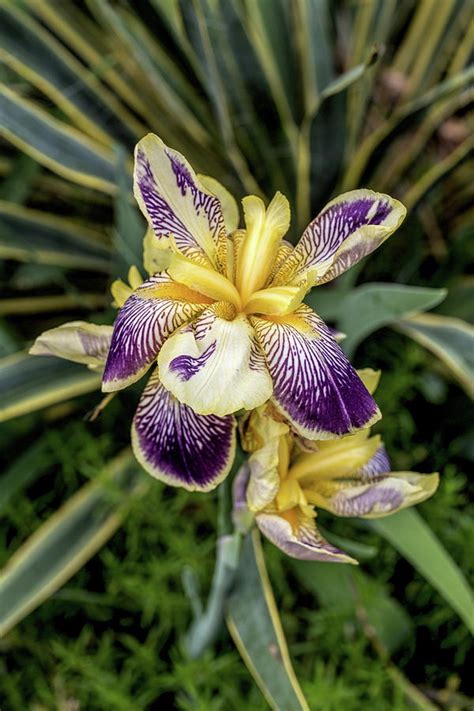 Purple And Yellow Iris Photograph By John Haldane Pixels