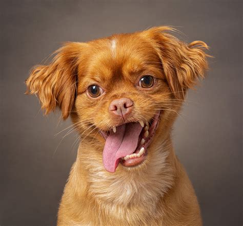 10 Cute Dogs With 10 Funny Expressions Red Frog Studio Photography