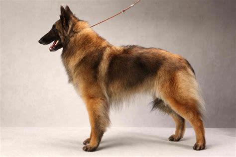 10 Dogs That Look Like The German Shepherd Dog Breed