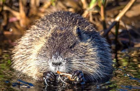 Muskrat Description Habitat Image Diet And Interesting Facts