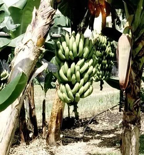 Buy Chiquita Banana Grand Nain Tree Great Dwarf Live Banana Plant