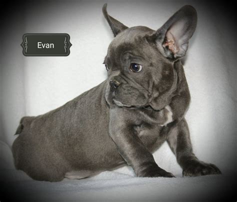 We *hope* to have puppies ready to go home in we also regularly deliver bulldog puppies to central and northern california and will. Cali French Bulldogs | Ask Frankie Breeder Directory