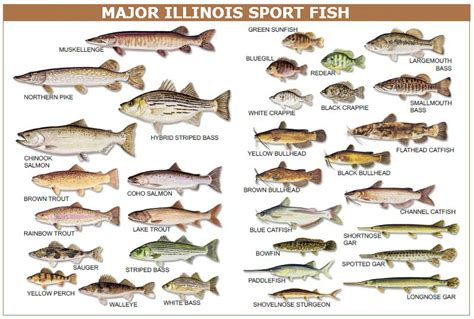 Best Fishing Spots In Lake County Illinois Unique Fish Photo