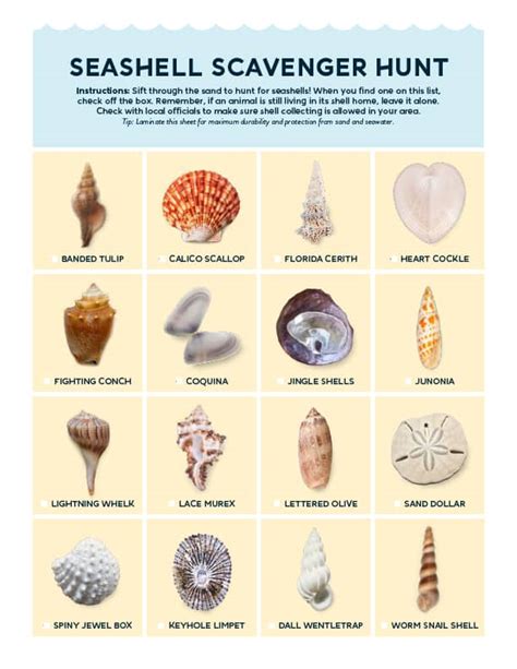 Seashell Activities For Kids Free Seashell Activity Printables