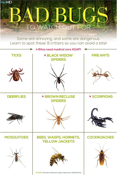 Pin By Ginny On Insectrodent Control Poisonous Spiders Poisonous