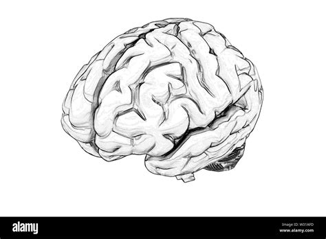 Hand Drawn Human Brain 3d Side View Stock Photo Alamy